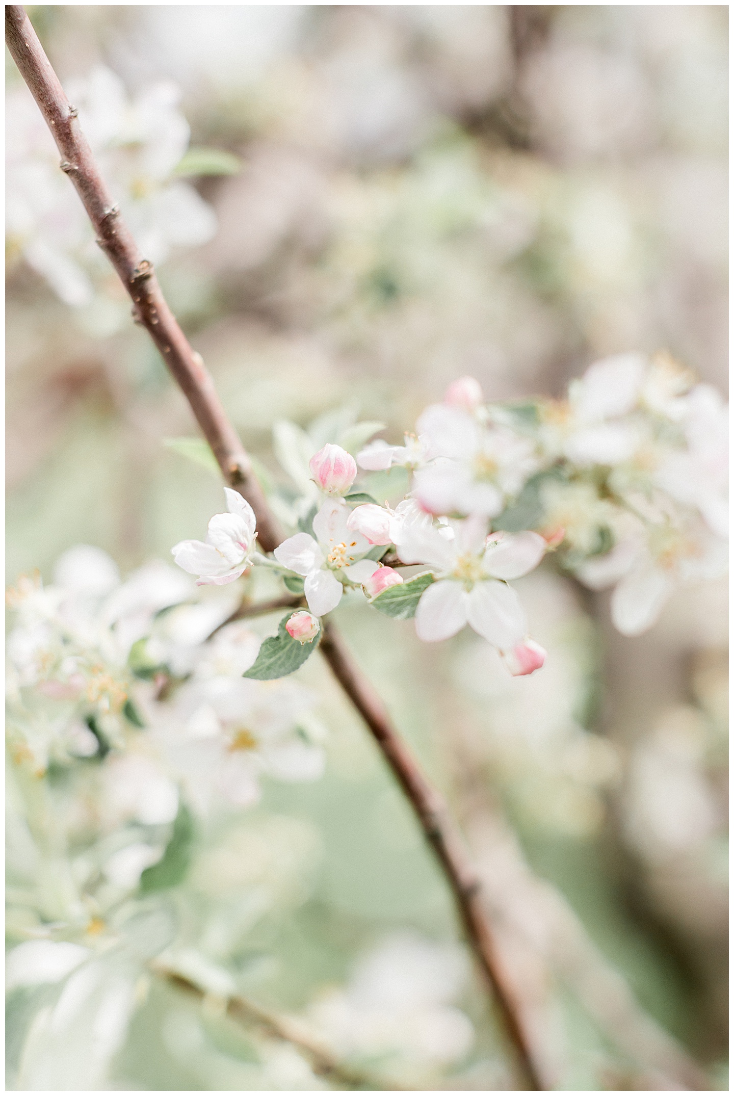 Apple-Blossoms-Springtime-Wedding-Inspiration-Weston-Red-Barn-2018-nellie sparkman events blue bouquet elizabeth ladean photography_0045.jpg